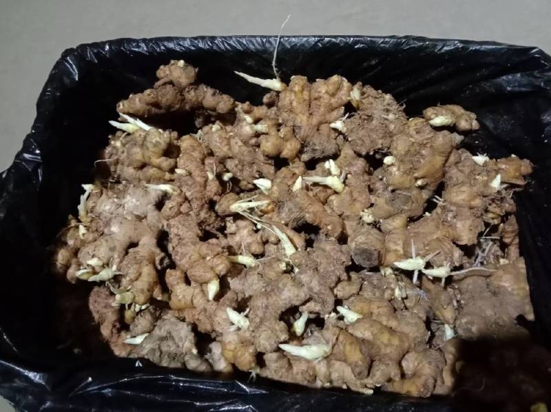 山农一号产地供应亩产过万提供种植技术
