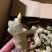 山农一号产地供应亩产过万提供种植技术