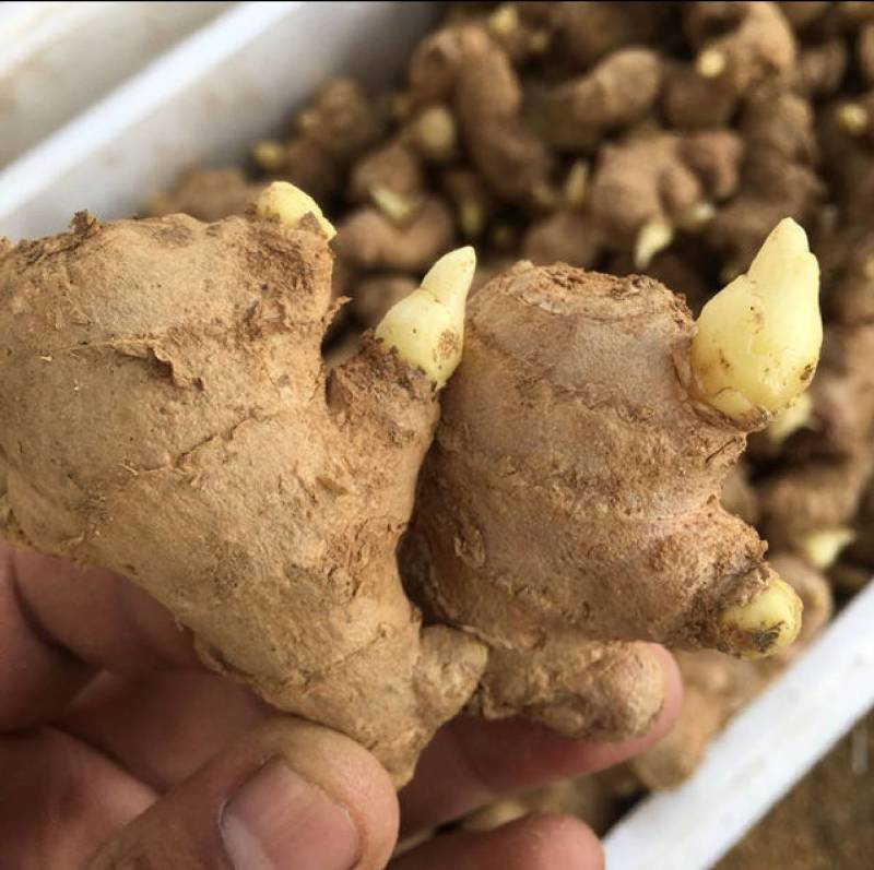 368姜种培育亩产过万全国发货可合作种植