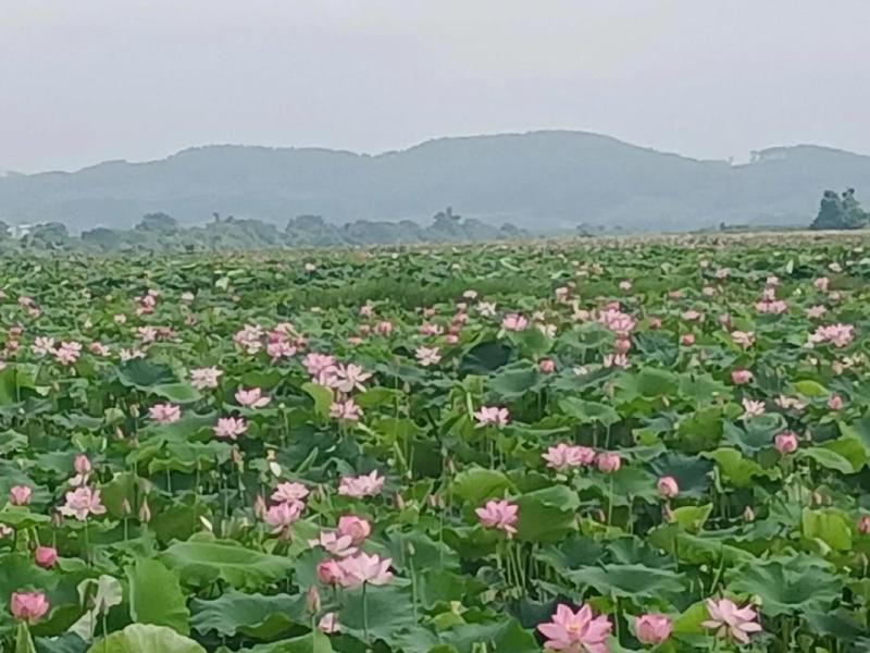 藕种苗，江西太空莲36号