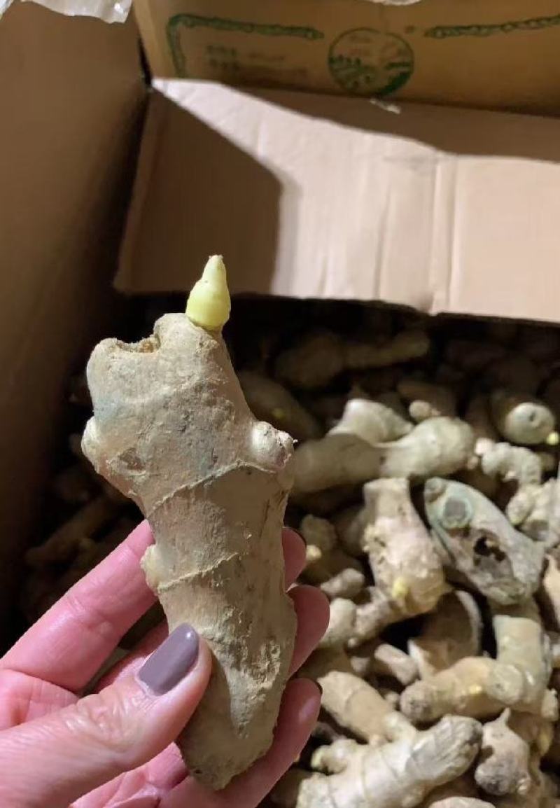 脱毒姜种专业技术指导品种齐全全国发货