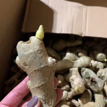 脱毒姜种专业技术指导品种齐全全国发货