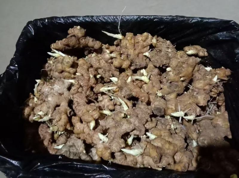 脱毒姜种专业技术指导品种齐全全国发货