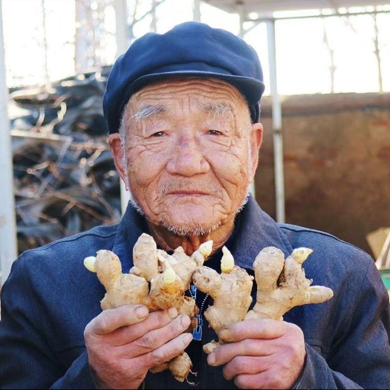 脱毒高产姜种亩产过万提供种植技术签订回收合同