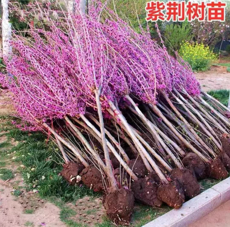 紫荆，庭院耐寒室外花卉植物南方北方别墅花园紫荆，紫荆花