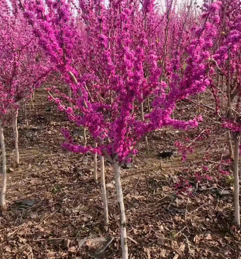 紫荆，庭院耐寒室外花卉植物南方北方别墅花园紫荆，紫荆花