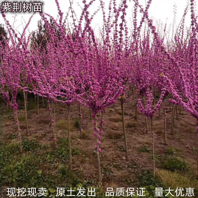 紫荆，庭院耐寒室外花卉植物南方北方别墅花园紫荆，紫荆花