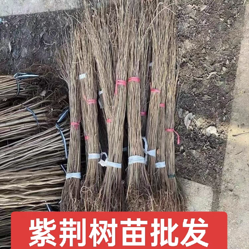 紫荆，庭院耐寒室外花卉植物南方北方别墅花园紫荆，紫荆花