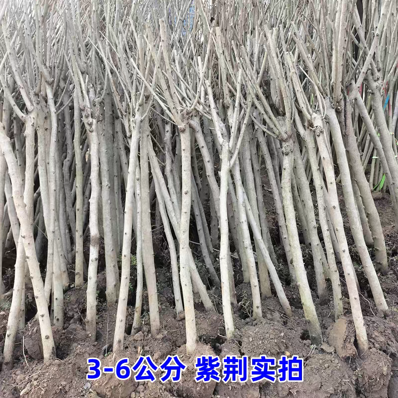 紫荆，庭院耐寒室外花卉植物南方北方别墅花园紫荆，紫荆花