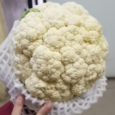 开封精品有机花，青梗白面一手货源，全国直发，货源充足物美