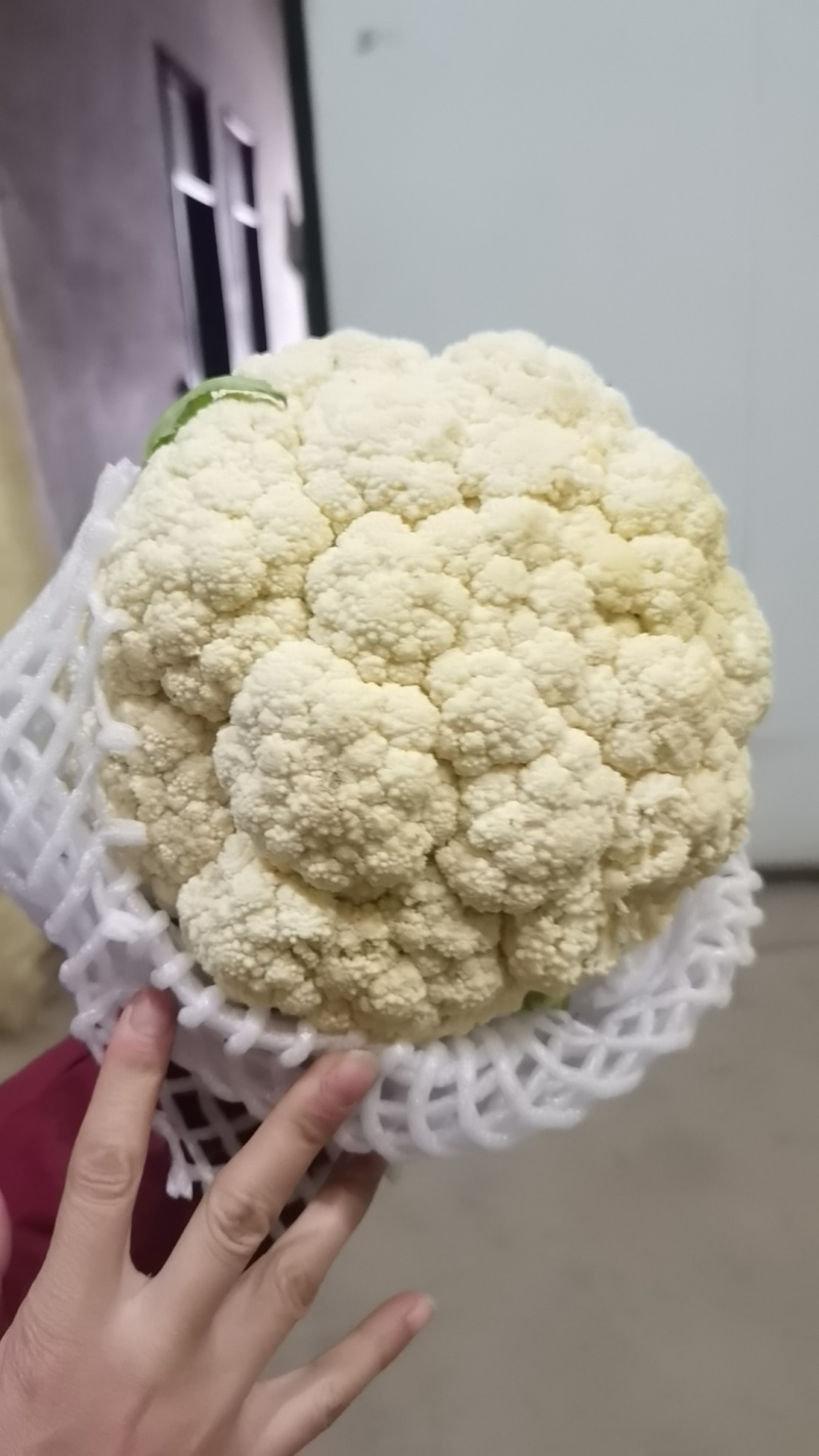 开封精品有机花，青梗白面一手货源，全国直发，货源充足物美