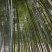 竹子