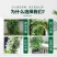 络石苗耐寒阳台庭院植物四季