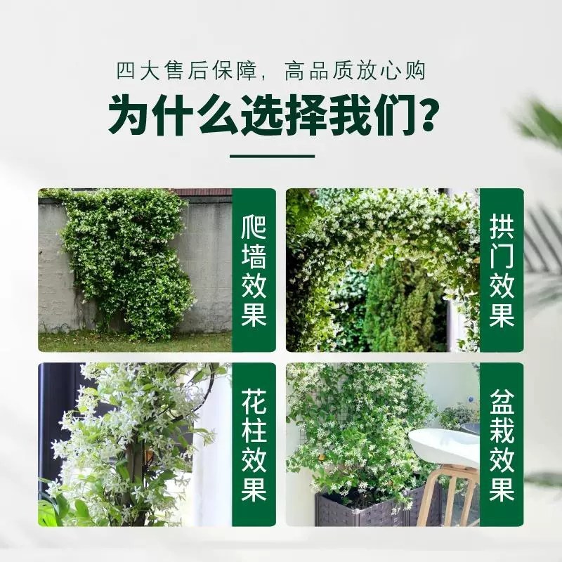 络石苗耐寒阳台庭院植物四季