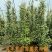 络石苗耐寒阳台庭院植物四季
