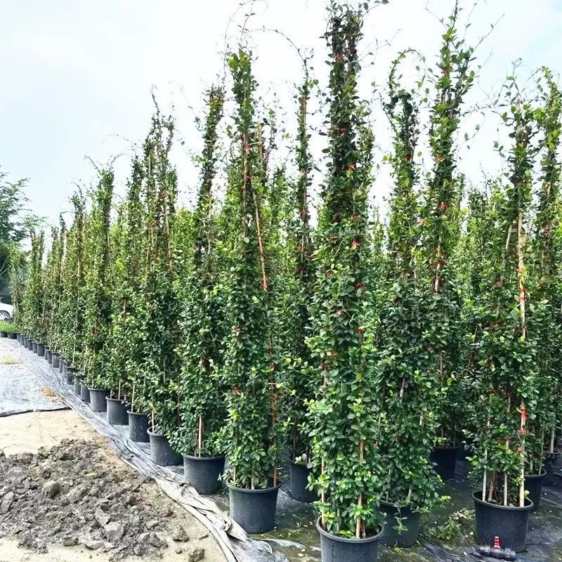 络石苗耐寒阳台庭院植物四季