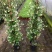 络石苗耐寒阳台庭院植物四季