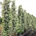 络石苗耐寒阳台庭院植物四季