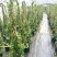 络石苗耐寒阳台庭院植物四季