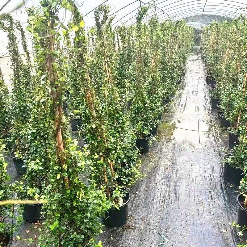 络石苗耐寒阳台庭院植物四季