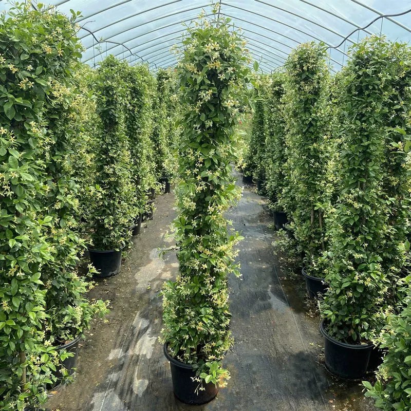 络石苗耐寒阳台庭院植物四季