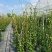 络石苗耐寒阳台庭院植物四季