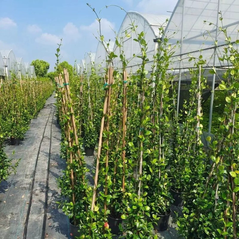 络石苗耐寒阳台庭院植物四季