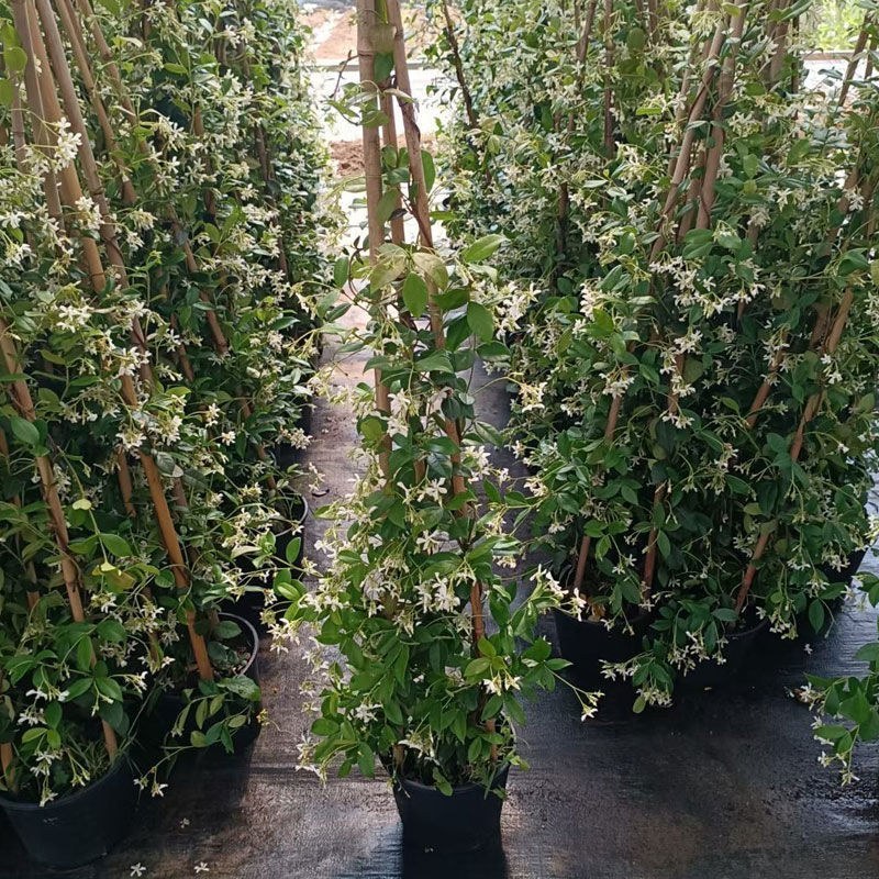 络石苗耐寒阳台庭院植物四季