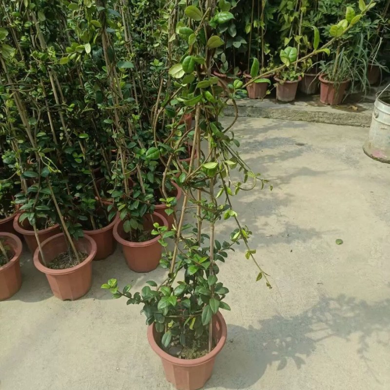 络石苗耐寒阳台庭院植物四季