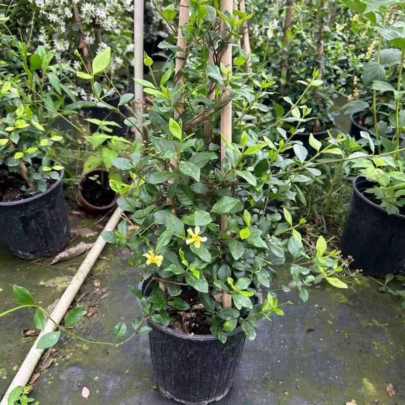 络石苗耐寒阳台庭院植物四季