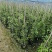 络石苗耐寒阳台庭院植物四季