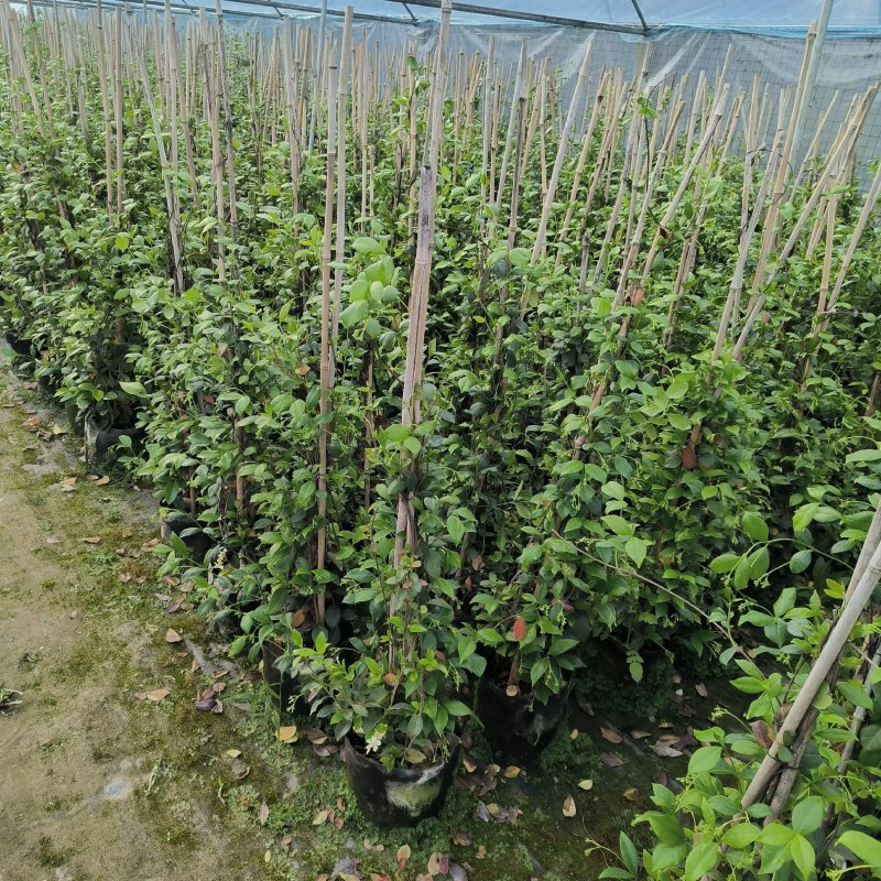 络石苗耐寒阳台庭院植物四季
