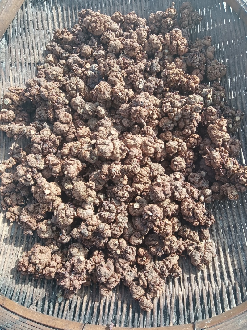 消瘤果，消瘤藤干鲜有货云南高山好品质