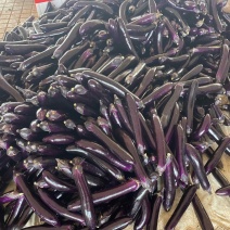 【精品推荐】广东紫色长茄子大量基地货源，质量保证，颜色好