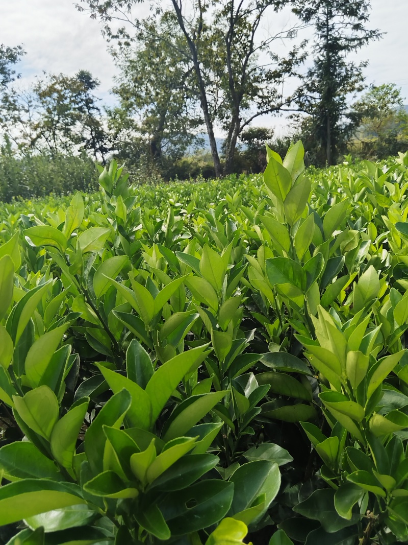 赣南脐橙苗，优质纽荷尔脐橙风味佳、果型好，一年生嫁接苗