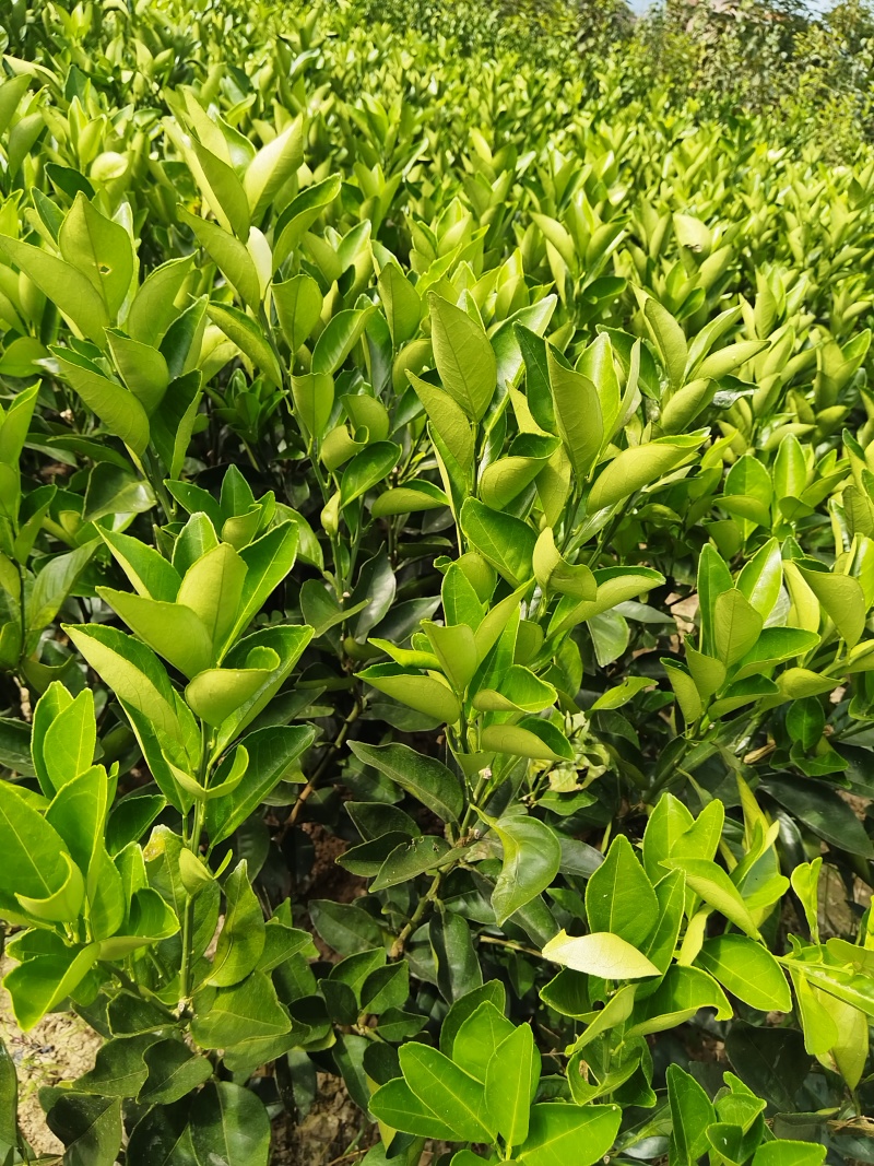 赣南脐橙苗，优质纽荷尔脐橙风味佳、果型好，一年生嫁接苗