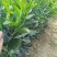 赣南脐橙苗，优质纽荷尔脐橙风味佳、果型好，一年生嫁接苗
