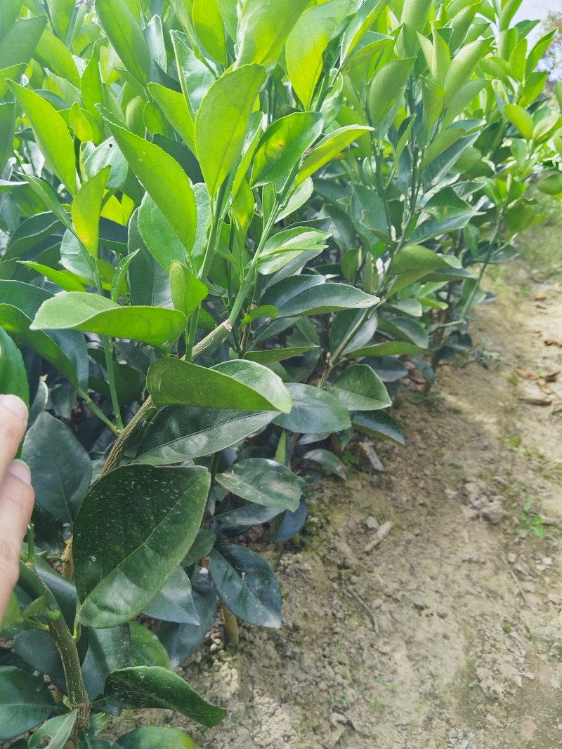 赣南脐橙苗，优质纽荷尔脐橙风味佳、果型好，一年生嫁接苗