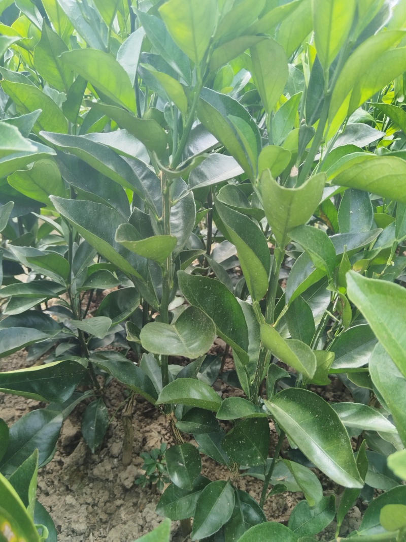 赣南脐橙苗，优质纽荷尔脐橙风味佳、果型好，一年生嫁接苗