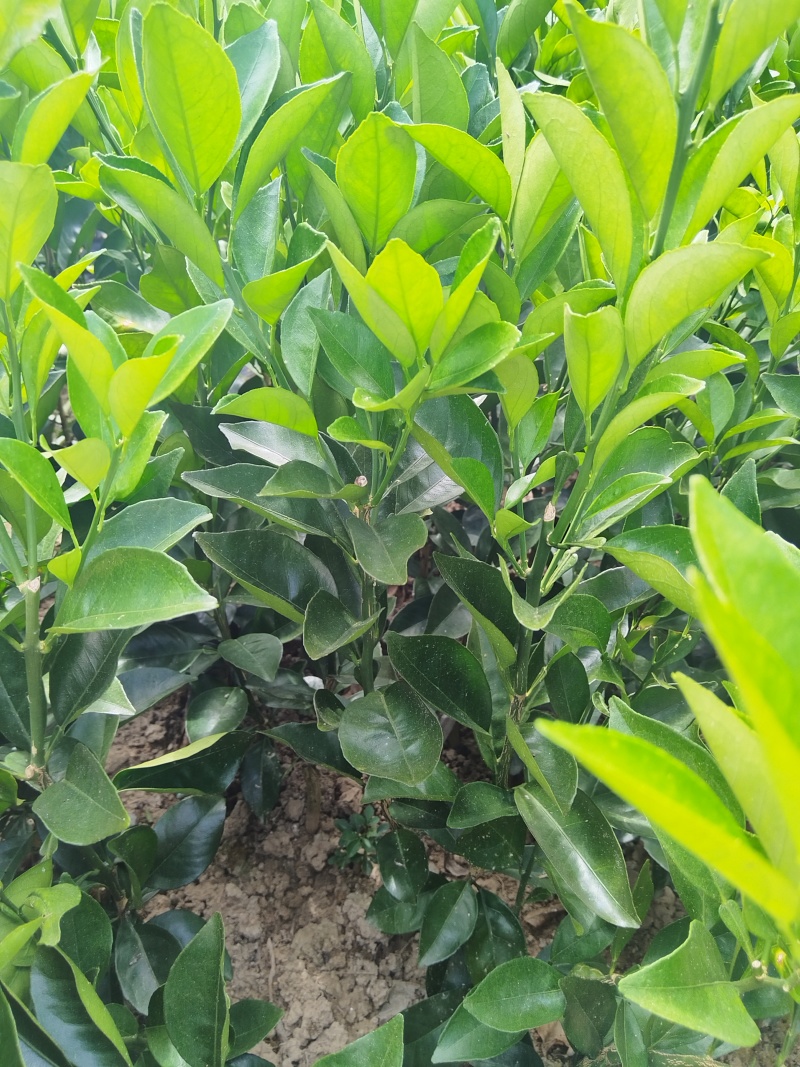 赣南脐橙苗，优质纽荷尔脐橙风味佳、果型好，一年生嫁接苗