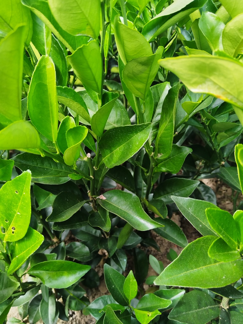 赣南脐橙苗，优质纽荷尔脐橙风味佳、果型好，一年生嫁接苗