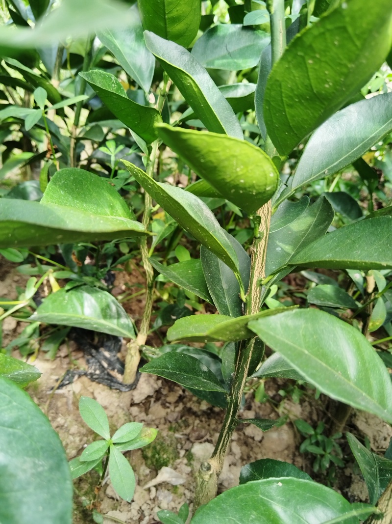 赣南脐橙苗，优质纽荷尔脐橙风味佳、果型好，一年生嫁接苗