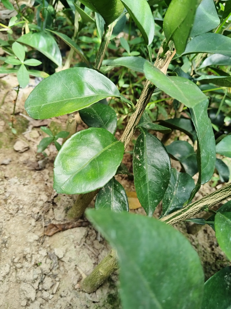 赣南脐橙苗，优质纽荷尔脐橙风味佳、果型好，一年生嫁接苗