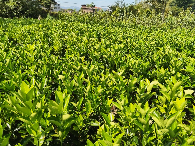 赣南脐橙苗，优质纽荷尔脐橙风味佳、果型好，一年生嫁接苗