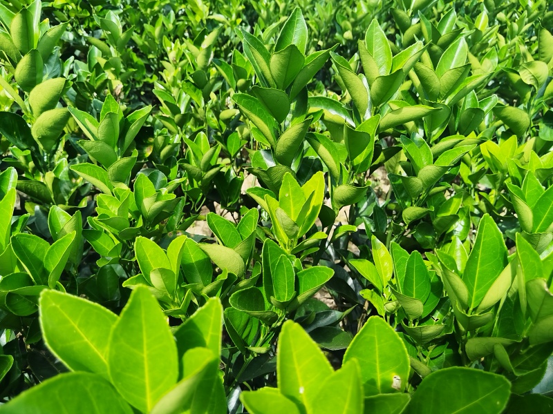 赣南脐橙苗，优质纽荷尔脐橙风味佳、果型好，一年生嫁接苗