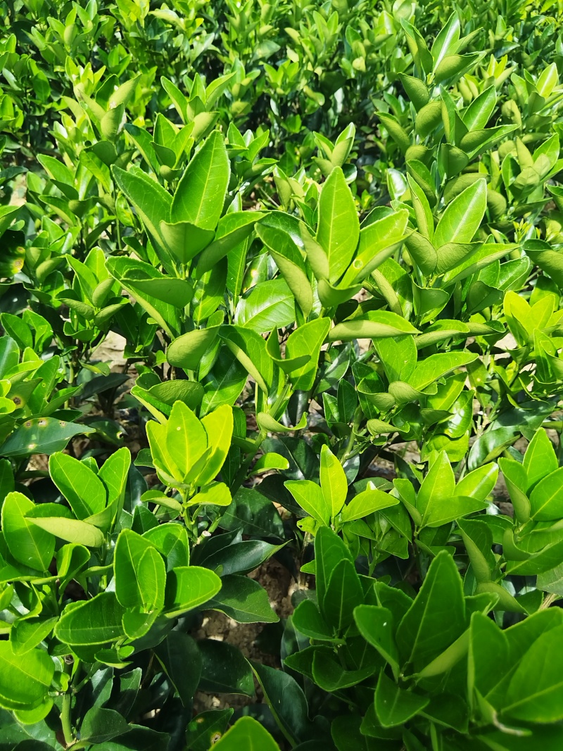 赣南脐橙苗，优质纽荷尔脐橙风味佳、果型好，一年生嫁接苗