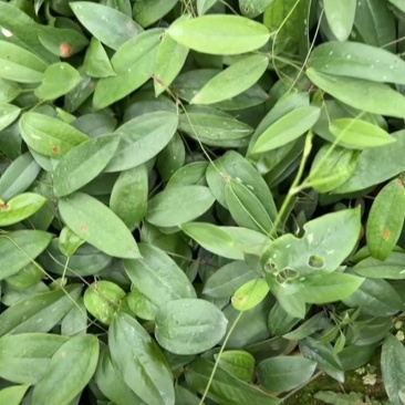 春天的好种植土茯苓苗了