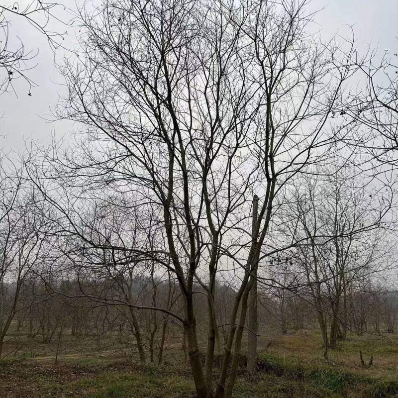 丛生乌桕