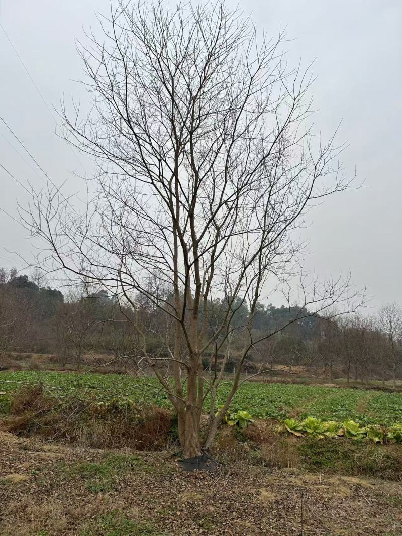 丛生乌桕