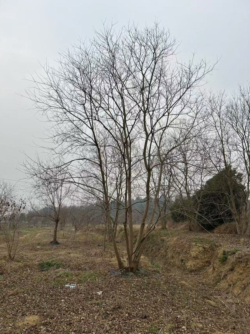 丛生乌桕